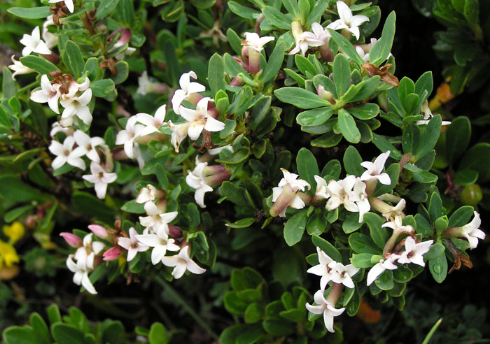 Daphne oleoides / Dafne spatolata